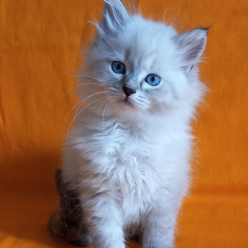 Milan Siberian male, blue tabby pointed