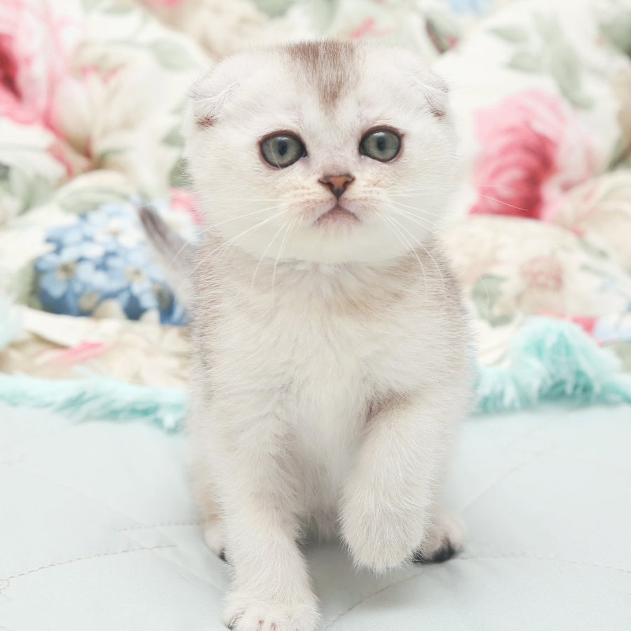 Haiden Scottish Fold female, black silver shaded
