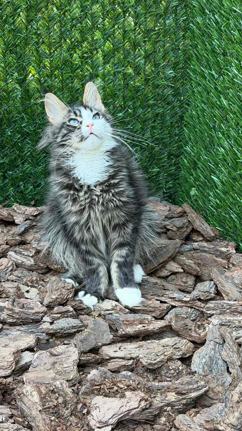 Dior Maine Coon male, black tabby with white