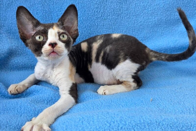 Dulcinea Devon Rex female black tortie bicolour - live animals