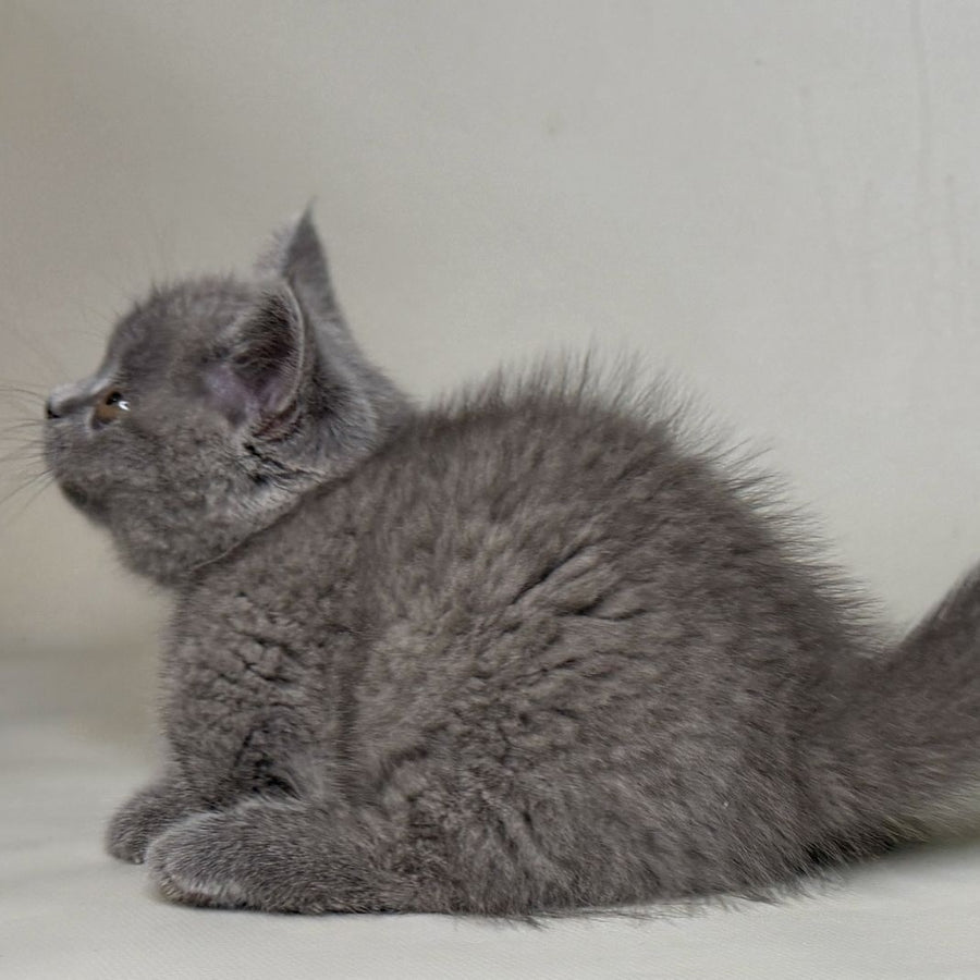 Obi Munchkin female, blue