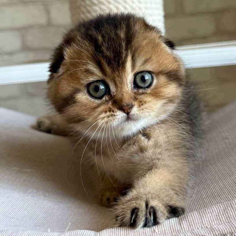 Fiona Scottish Fold female, black golden ticked tabby