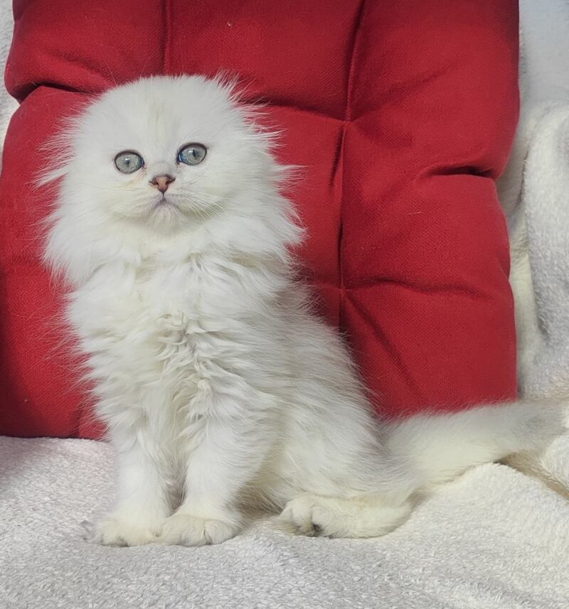 Smile Scottish Fold female black silver shaded - live animals