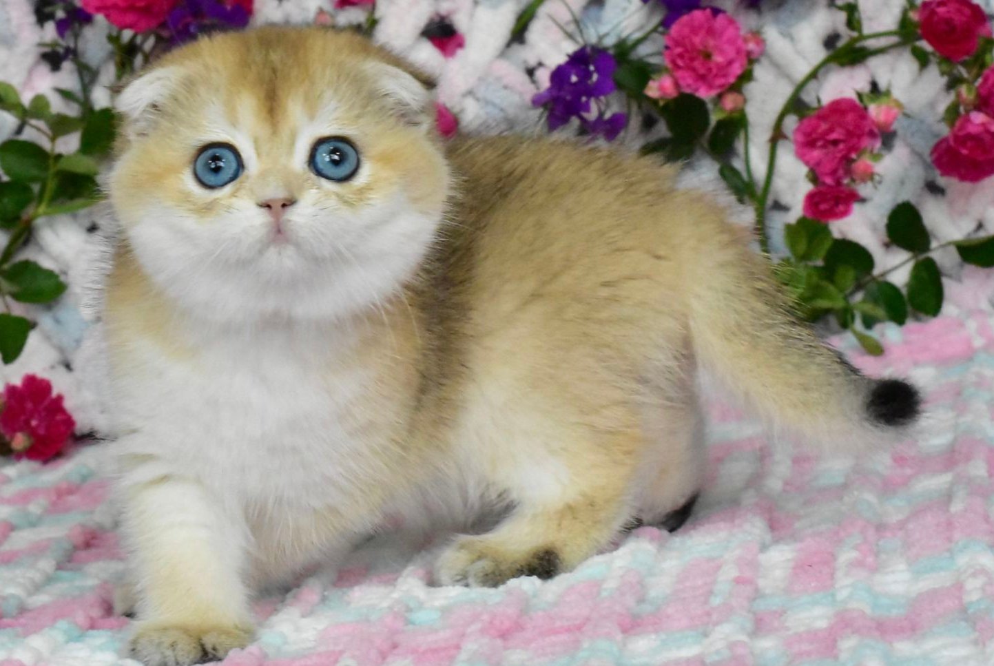 Ulyasha Scottish Fold female, black golden shaded