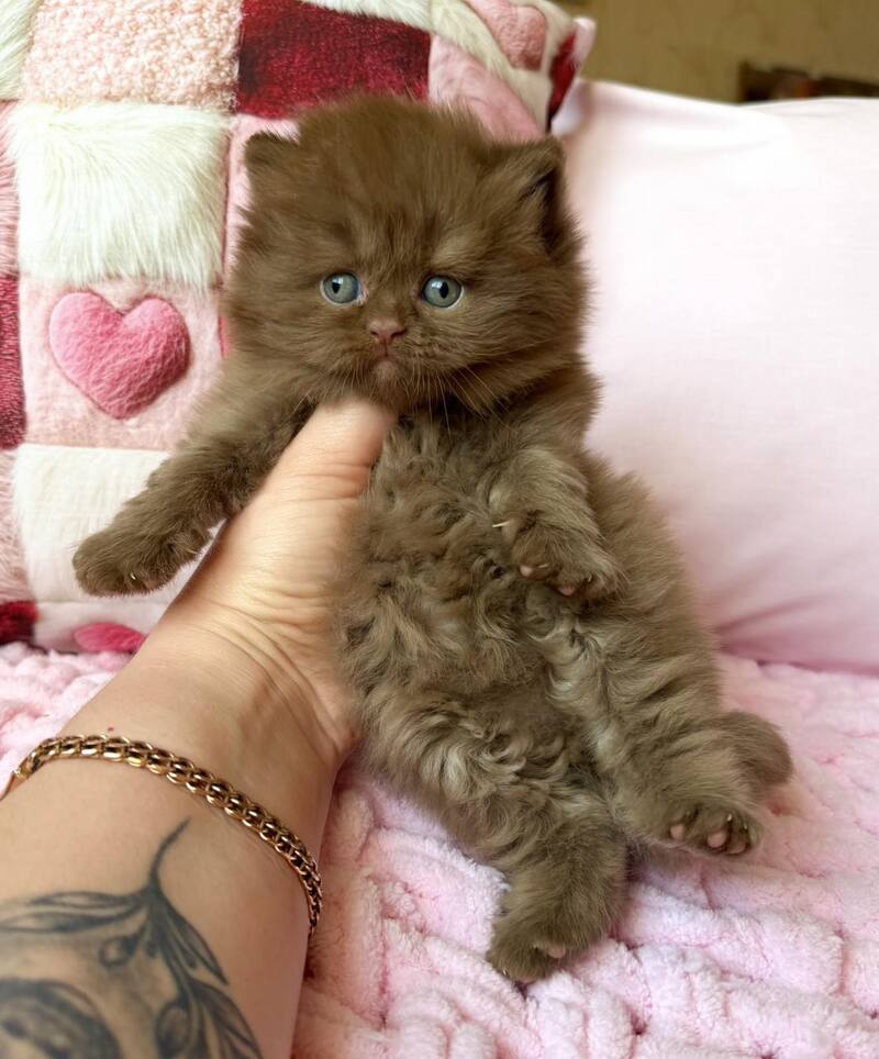 Feofaniya British Longhair female cinnamon - live animals