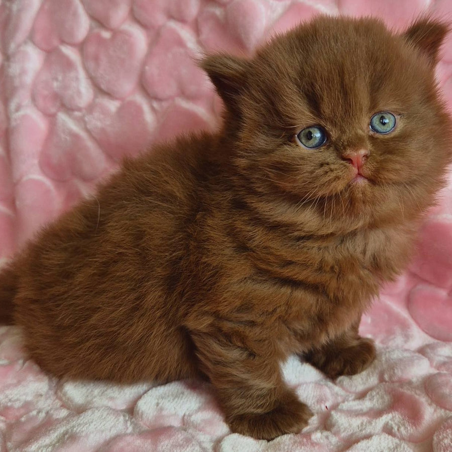 Gucci British Longhair male, cinnamon