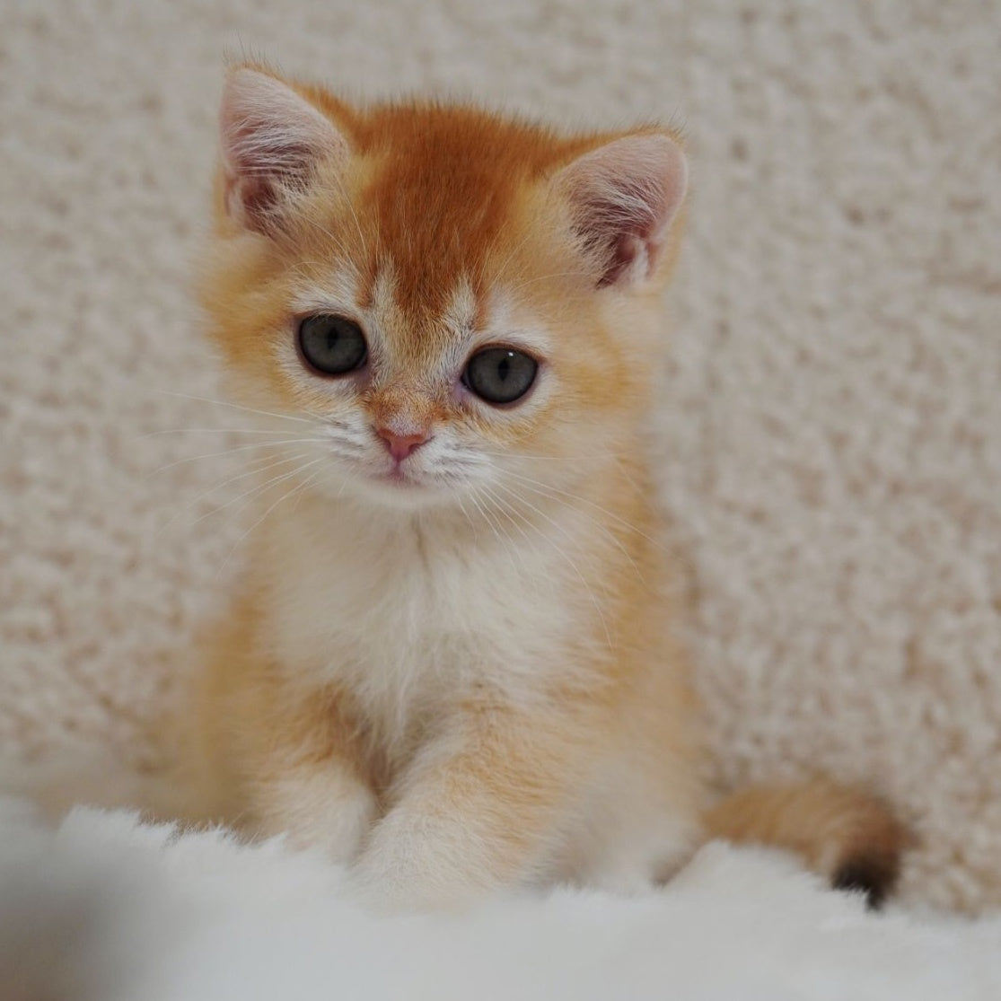 Xanthe British Shorthair female, chocolate golden chinchilla