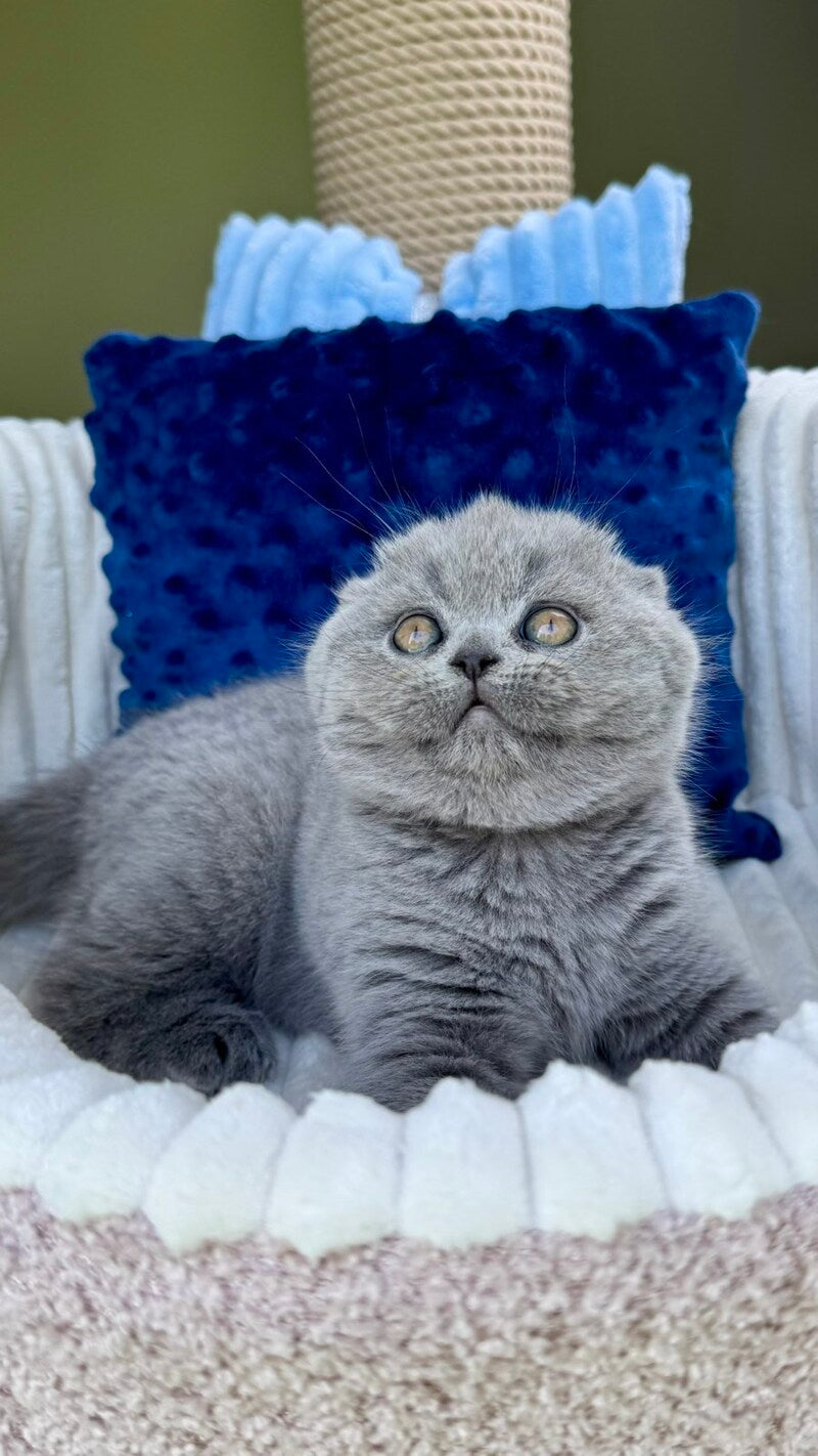 Trevor Scottish Fold male, blue