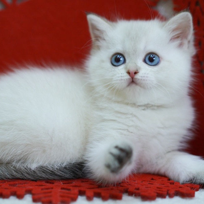Bella Scottish Straight female, blue tabby pointed