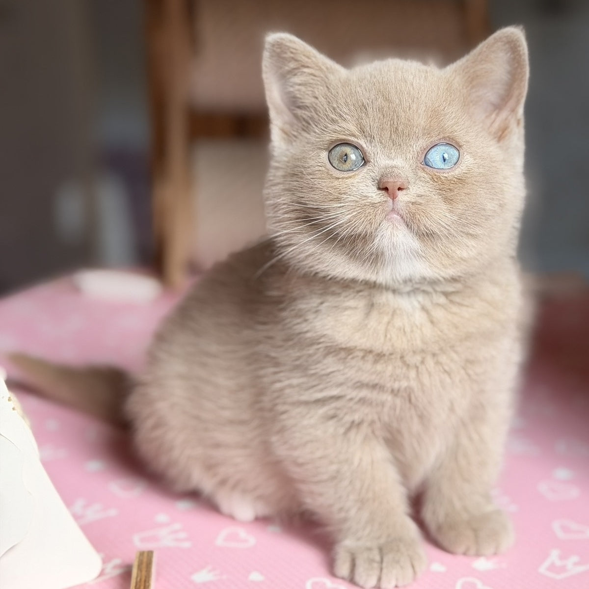 Soleil British Shorthair female, fawn with white