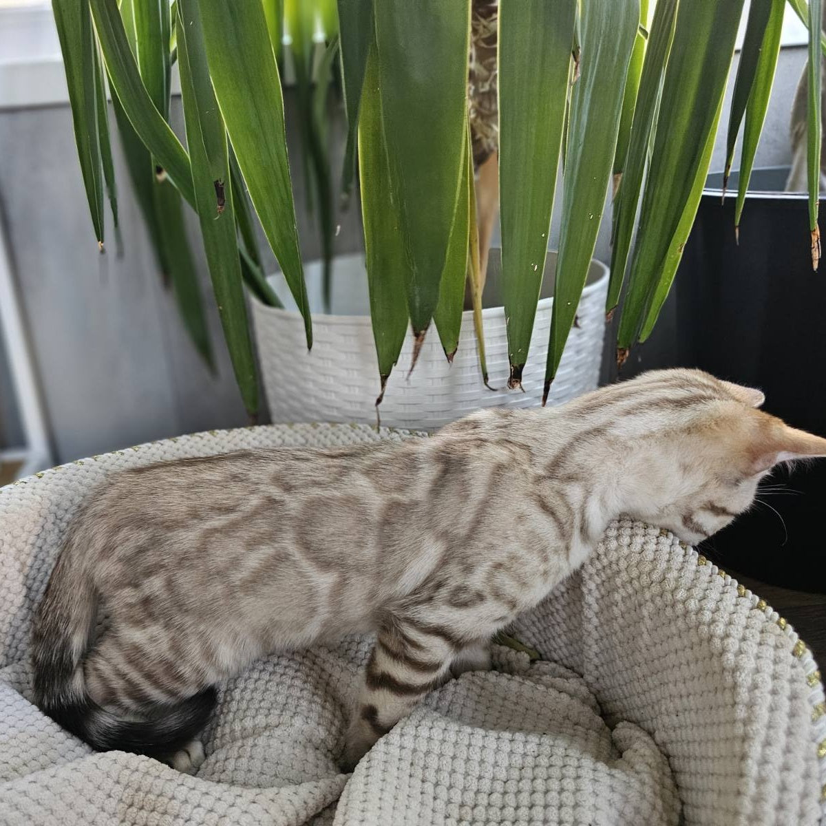 Vanilla Ice Bengal male, black spotted tabby pointed