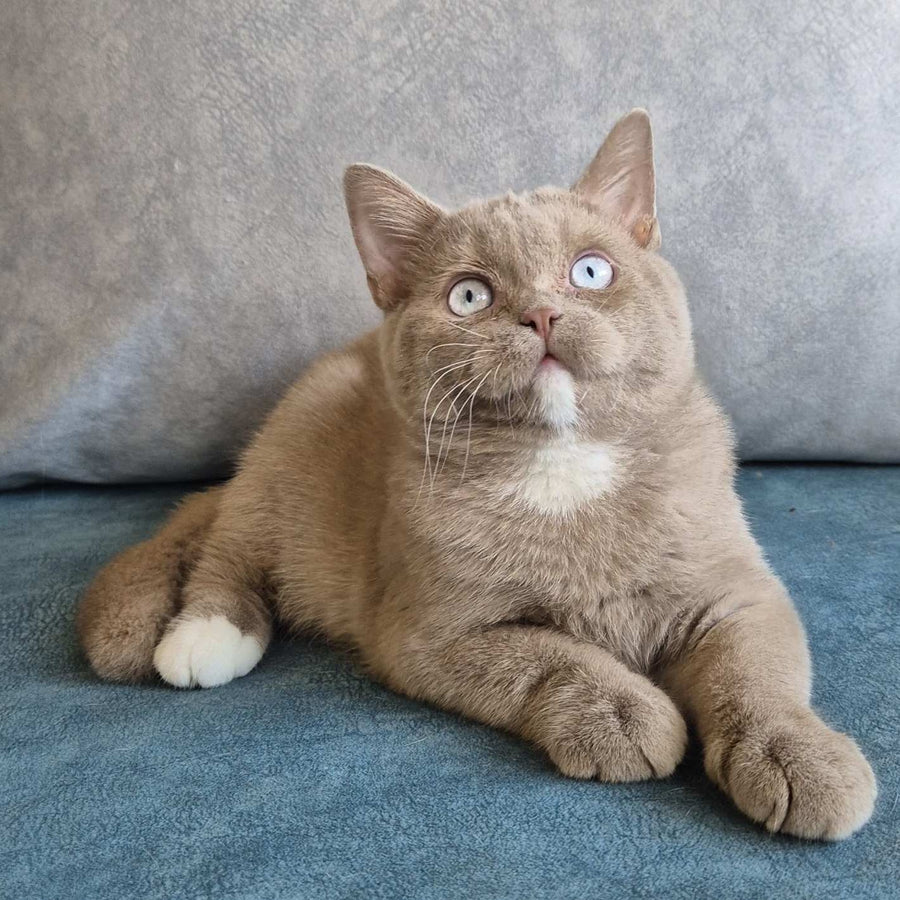 Lion British Shorthair male, fawn with white