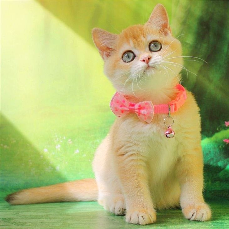 Kelly British Shorthair female, chocolate golden chinchilla