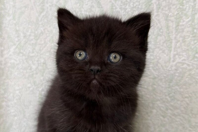 Arny Scottish Straight male black - live animals