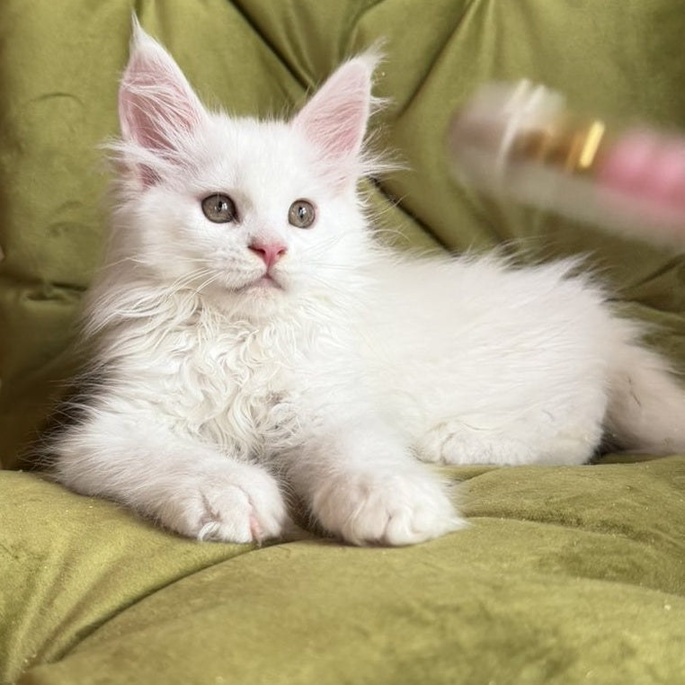 Vitus Maine Coon male, white