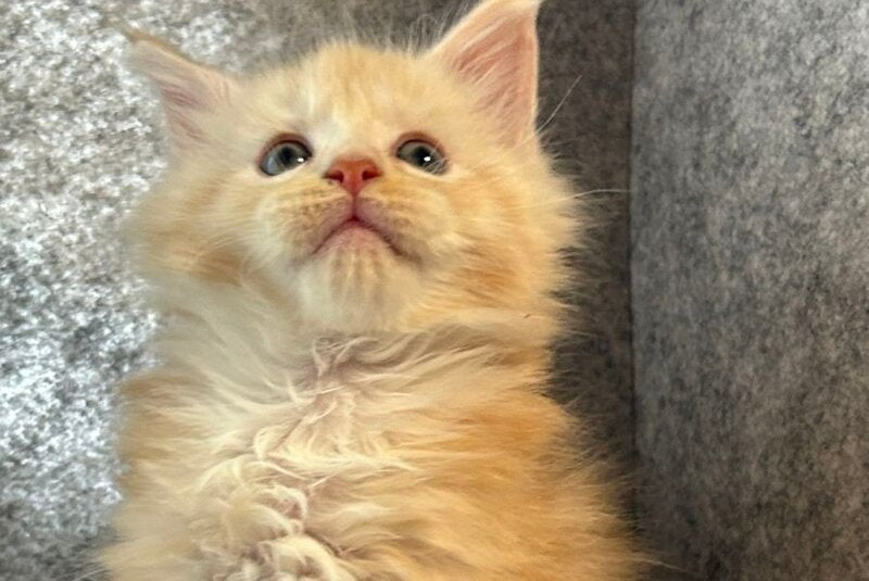 Amur Maine Coon male cream silver with white - live animals