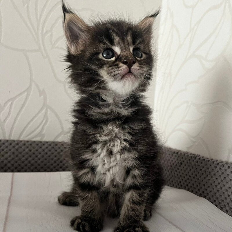 Iris Maine Coon female, black tabby
