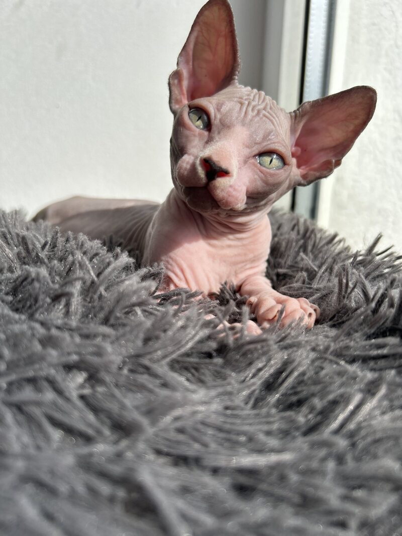Stich Canadian Sphynx male, black