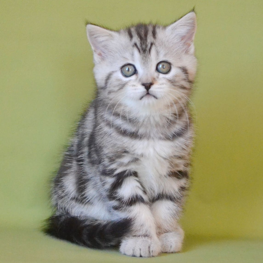Quiana Scottish Straight female, black silver tabby