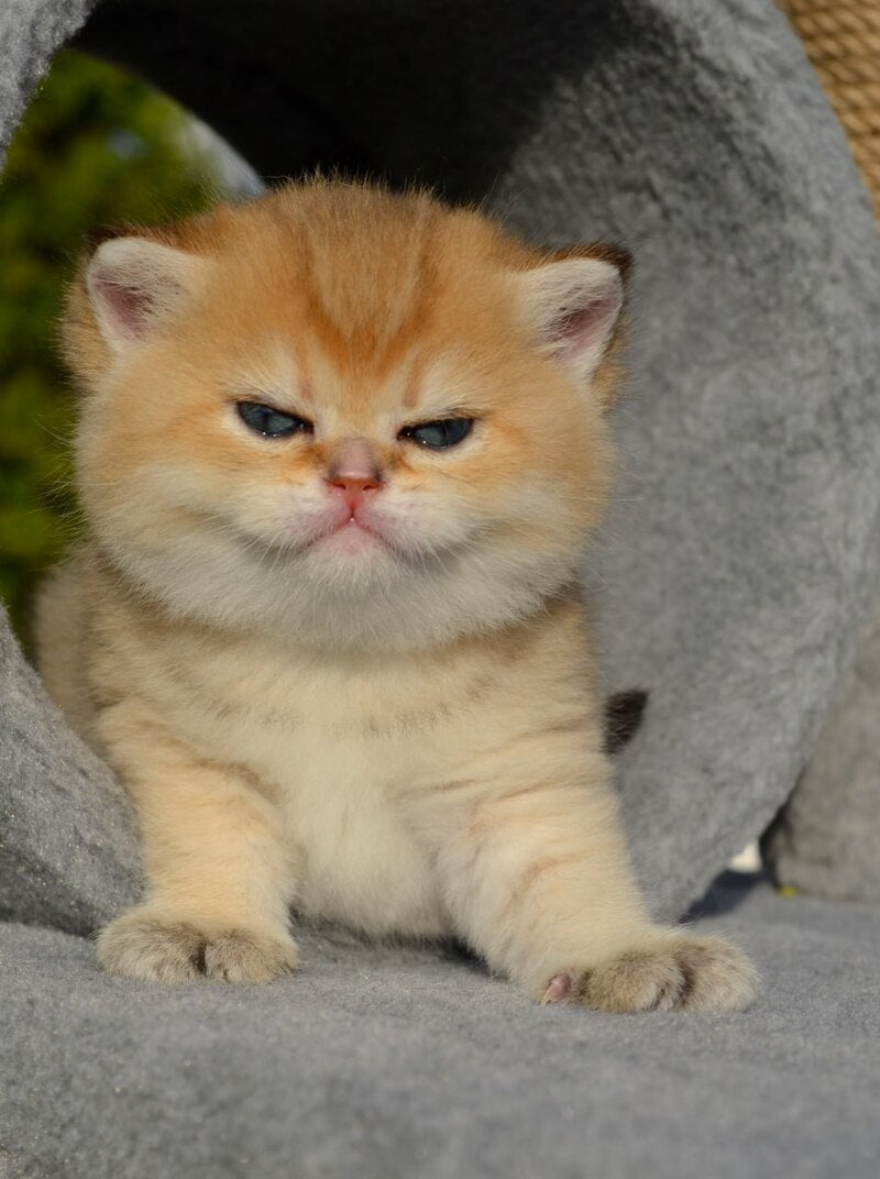 Gven Scottish Straight female black golden shaded - live animals