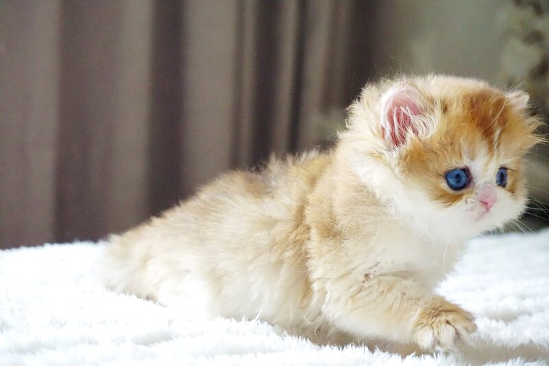 Jina British Longhair female, black golden shaded