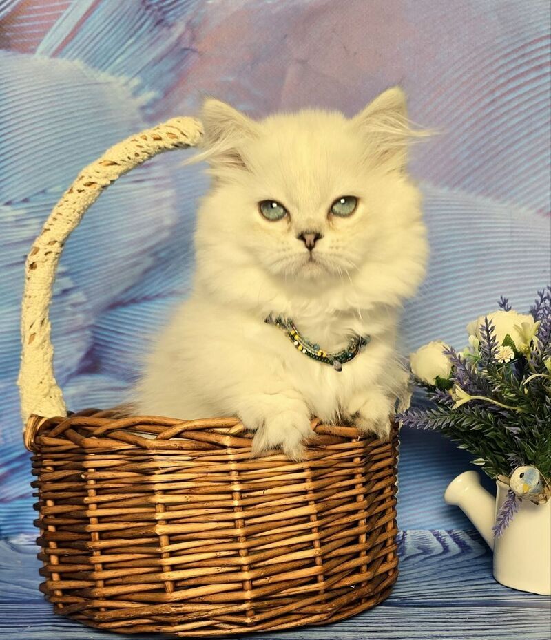 Tiffany Munchkin female, black silver shaded pointed