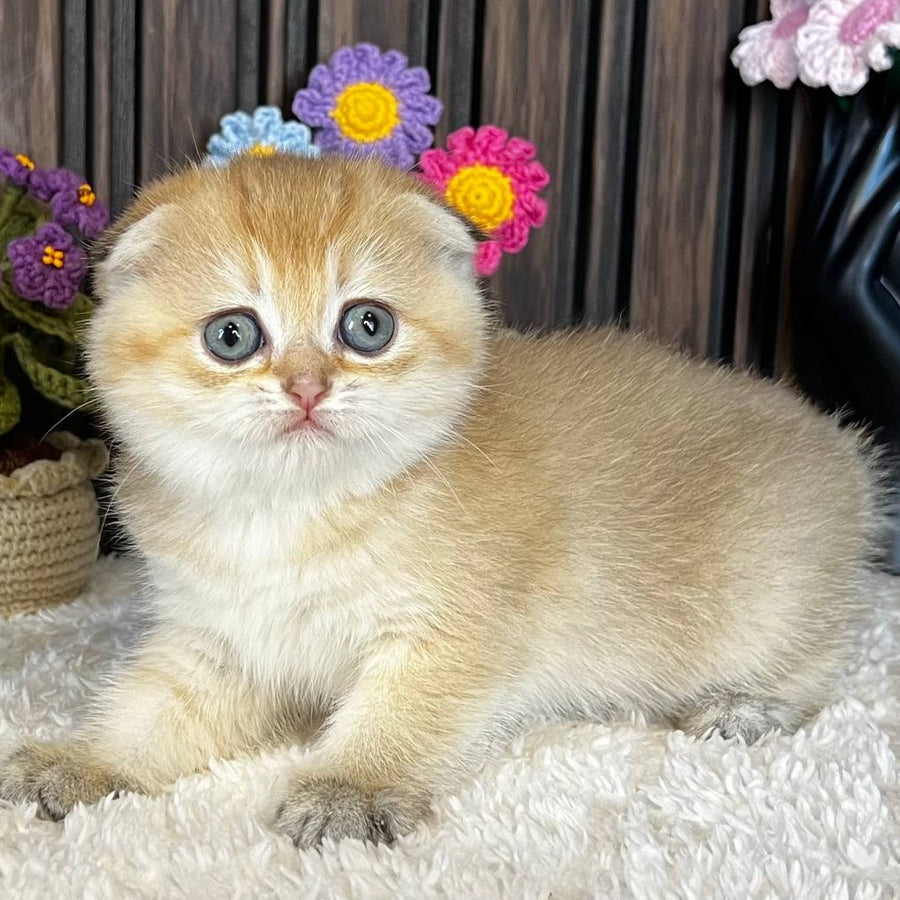 Mirabel Scottish Fold female, black golden chinchilla