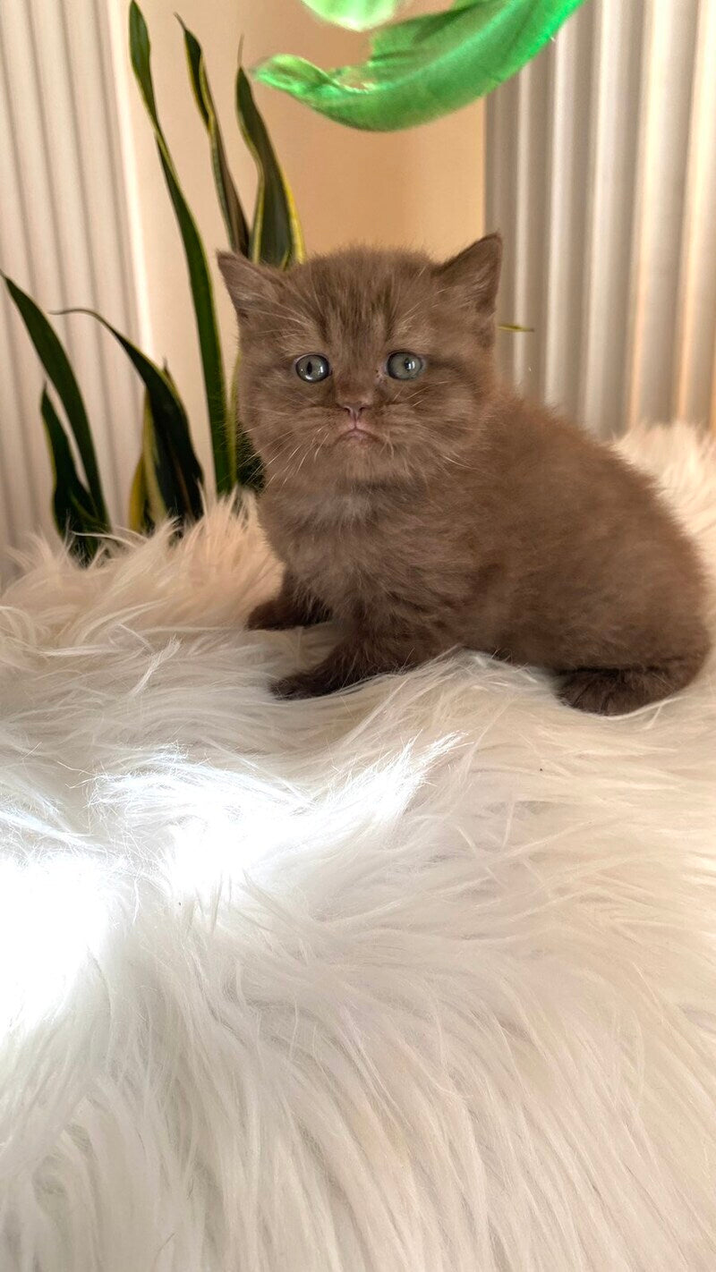 Zlata British Shorthair female chocolate - live animals