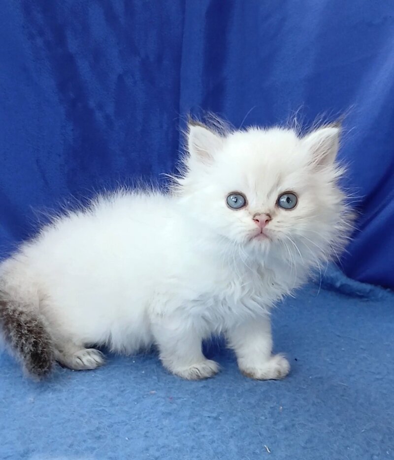 Lotos British Longhair male, black golden shaded pointed