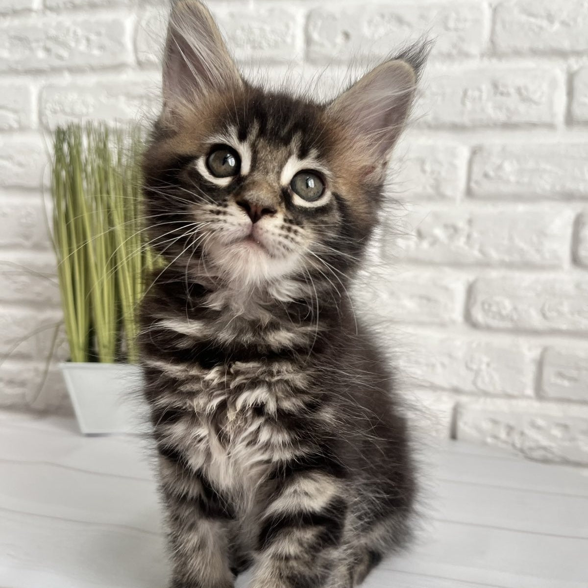 Jade Maine Coon female, black tabby