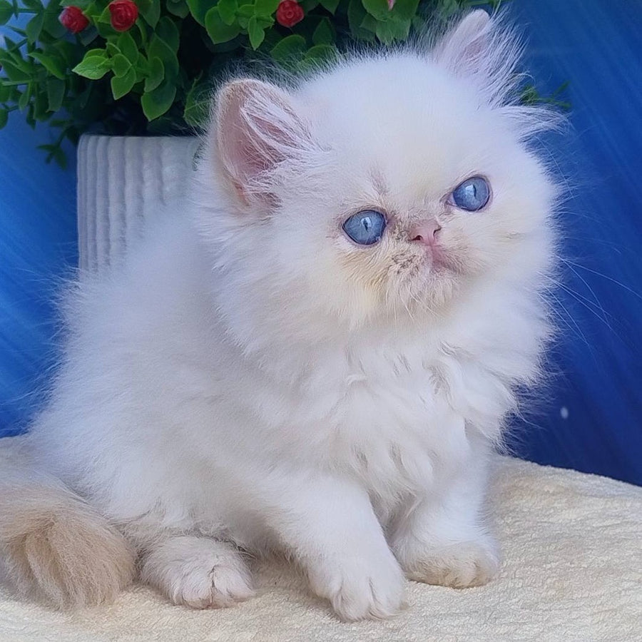 Seila Persian female, cream pointed