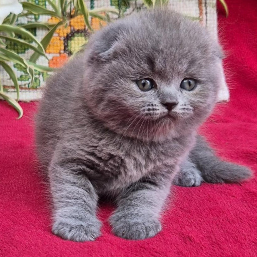 Lexi Scottish Fold female, blue