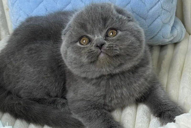Zephir Scottish Fold male, blue
