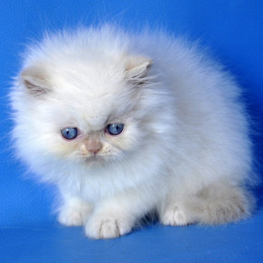 Mark Persian male, cream pointed