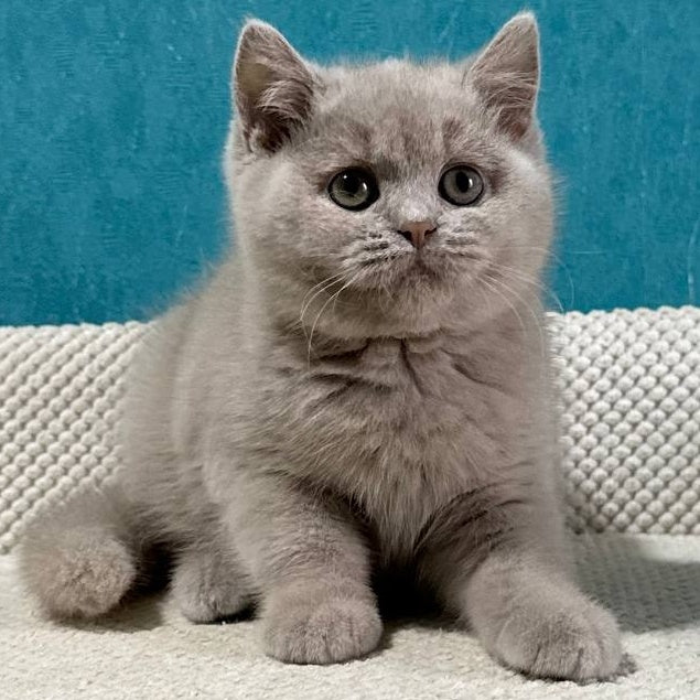 Bonya British Shorthair female, fawn