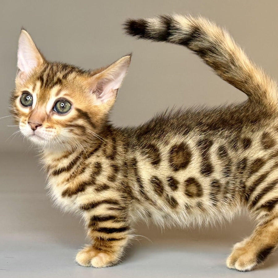 Patch Munchkin male, black golden spotted tabby