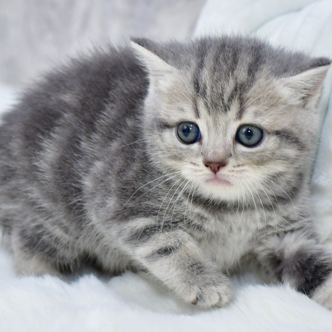 Luna Scottish Straight female, blue tabby