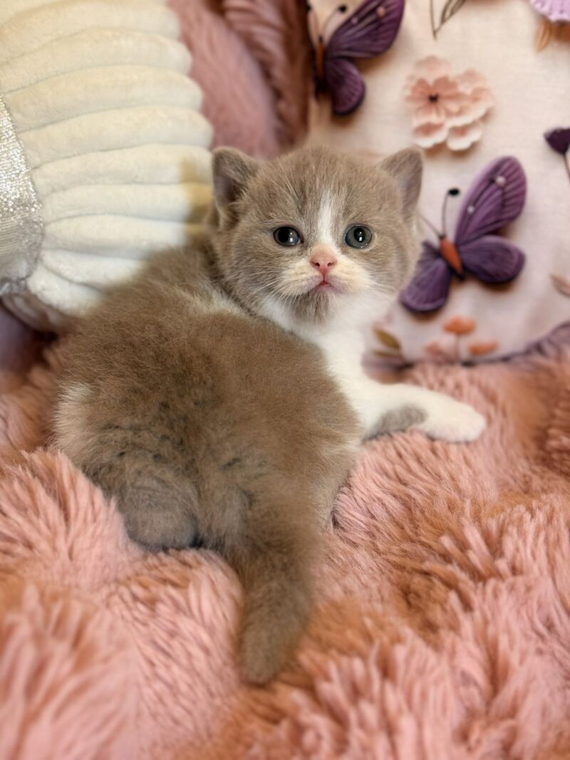 Pamela Scottish Straight female, lilac bicolour