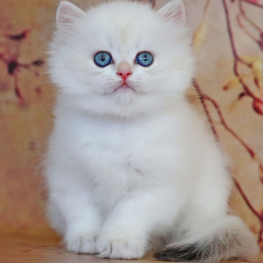 Yara British Longhair female, black golden shaded pointed