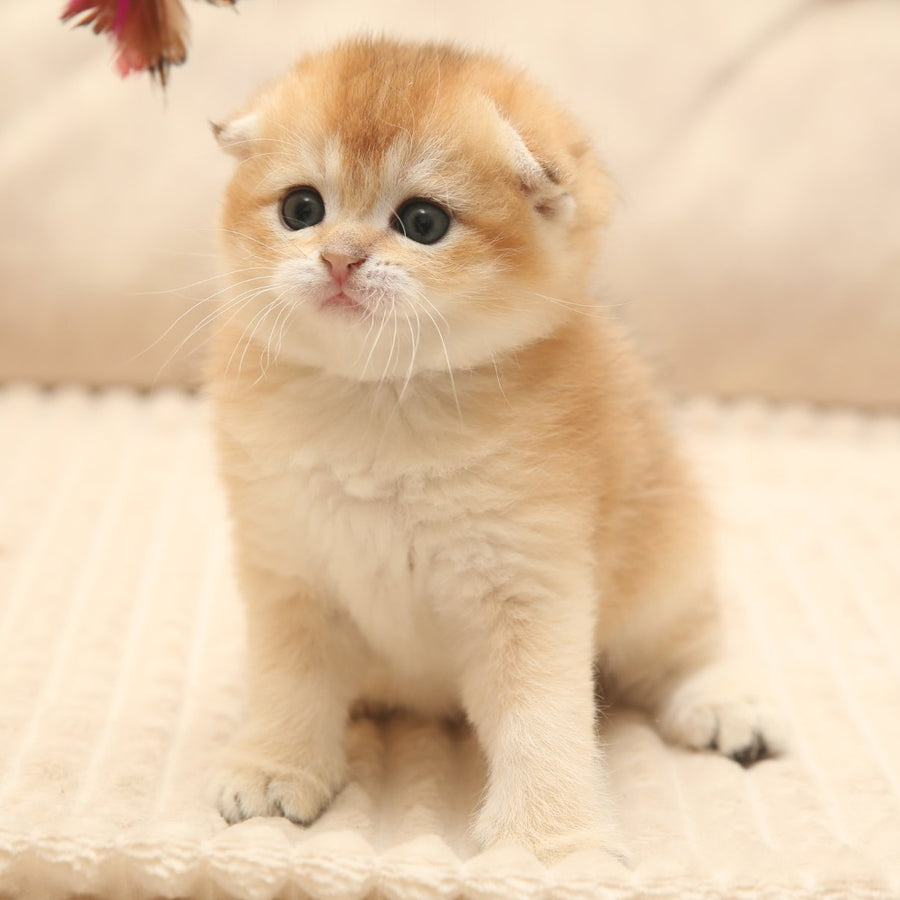 Icon Scottish Fold male, black golden shaded