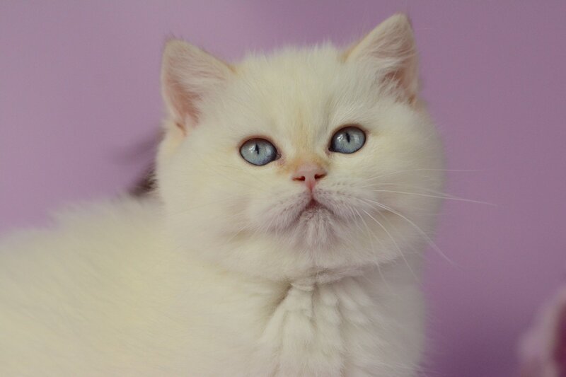 Rosa British Shorthair female, black golden shaded pointed