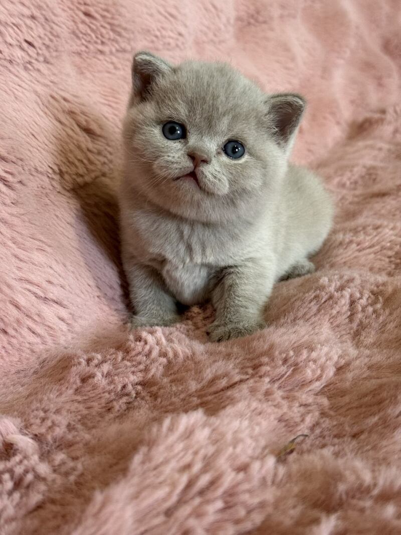 Boston British Shorthair male lilac - live animals