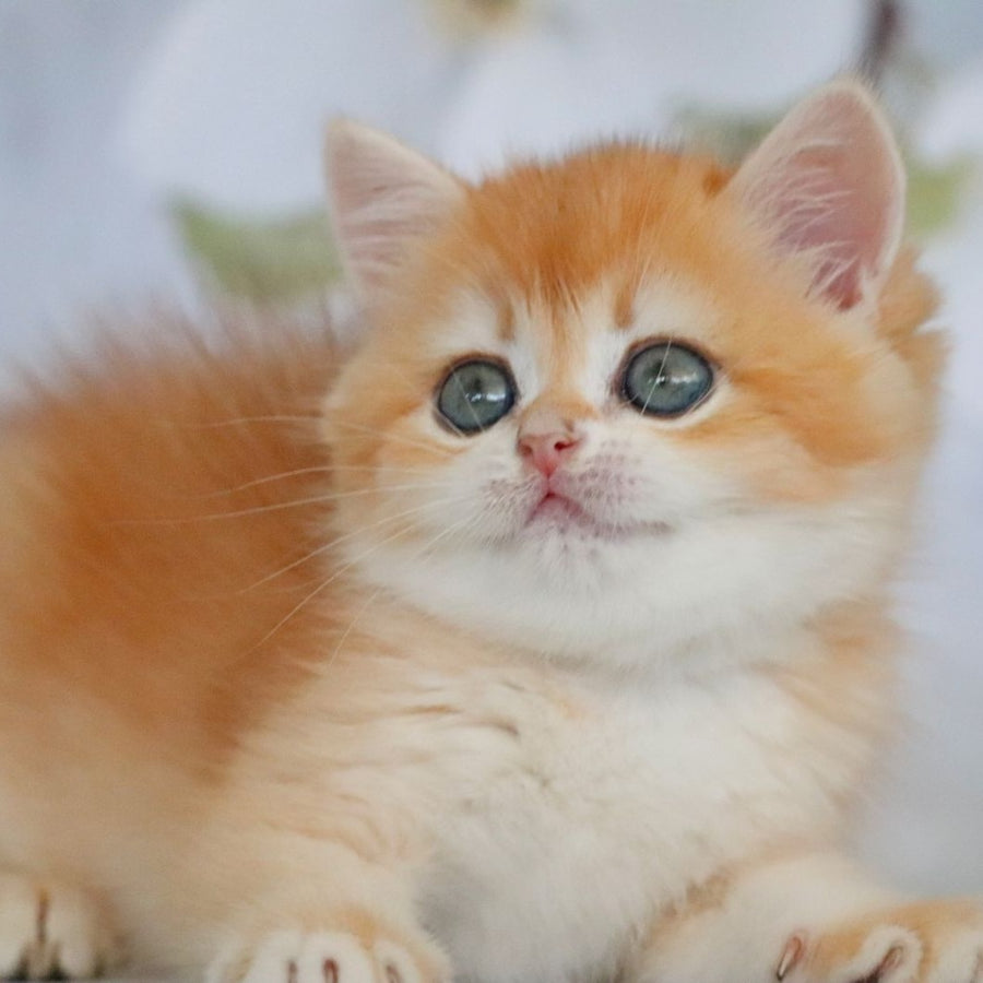 Zadava British Shorthair female, black golden chinchilla