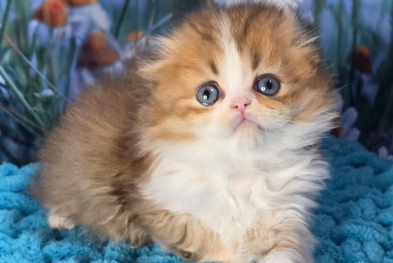 Izium Scottish Fold male chocolate golden shaded bicolour - live animals