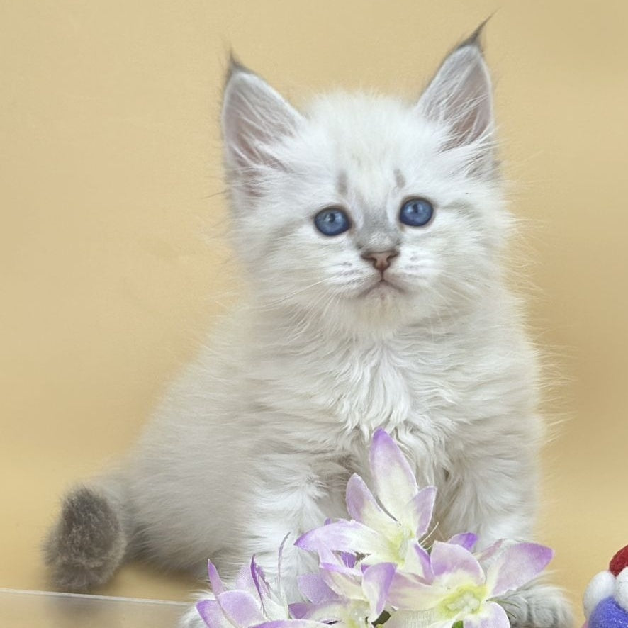 Yuki Siberian female, blue tabby pointed