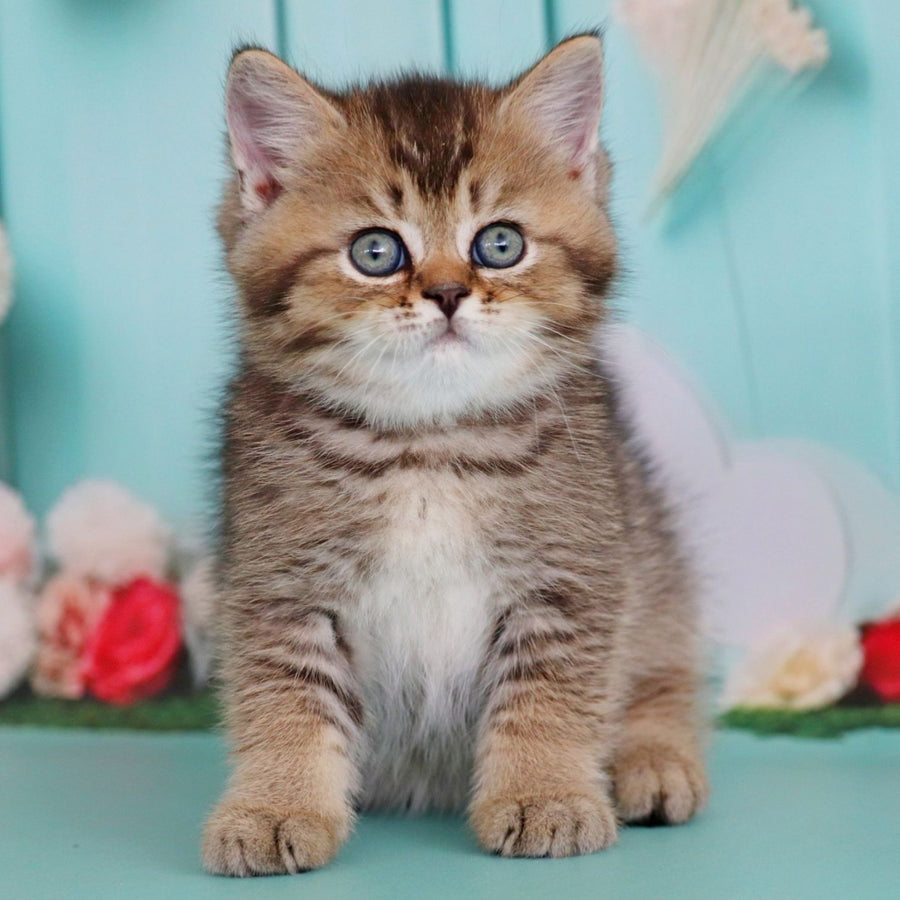 Xander British Shorthair male, black ticked tabby