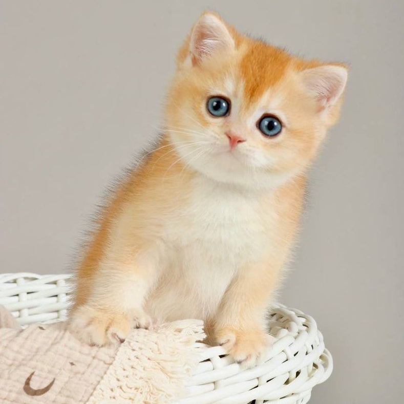Yan British Shorthair male, black golden chinchilla