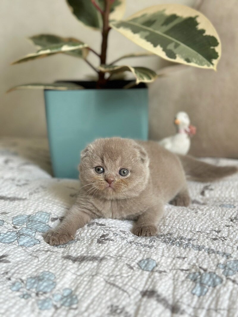 Nala Scottish Fold female, lilac