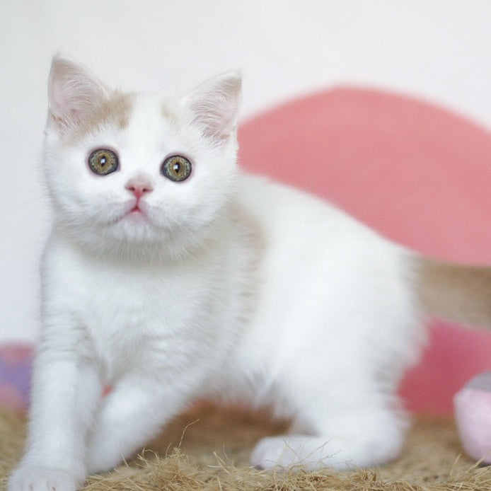 Quill Scottish Straight male, cream tabby harlequin