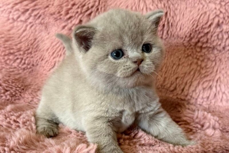 Boston British Shorthair male lilac - live animals